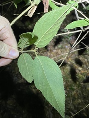Callicarpa pedunculata