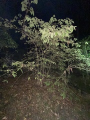 Callicarpa pedunculata