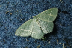 Chlorissa cloraria