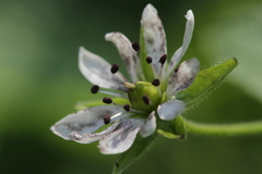 Microbotryum stellariae