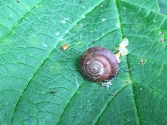 Trochulus striolatus