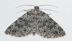 Perizoma petrogenes
