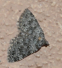 Perizoma petrogenes