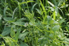 Microbotryum stellariae