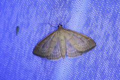 Anania fuscalis