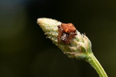 Gibbaranea bituberculata