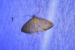 Anania fuscalis