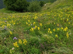 Solidago virgaurea taurica