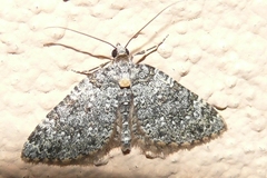 Perizoma petrogenes