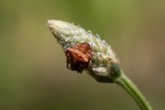 Gibbaranea bituberculata