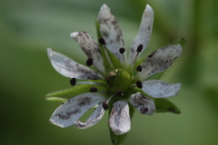 Microbotryum stellariae