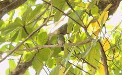 Halcyon malimbica dryas