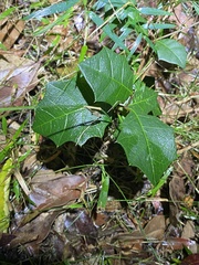 Alchornea ilicifolia