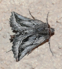 Drepanogynis pallidimargo