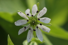 Microbotryum stellariae