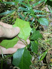 Alchornea ilicifolia