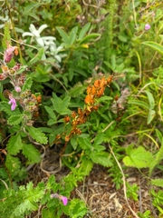 Hypericum linarioides