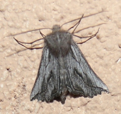 Drepanogynis niveata