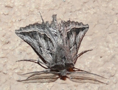 Drepanogynis pallidimargo