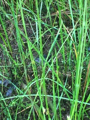 Juncus filiformis