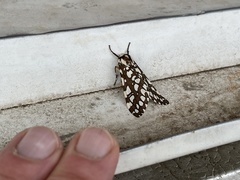 Lophocampa ingens