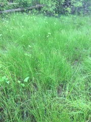 Juncus filiformis