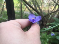 Tradescantia ohiensis
