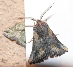 Drepanogynis anthracinata