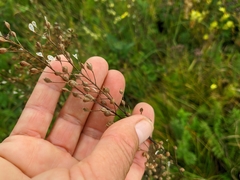 Camelina rumelica