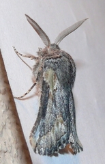 Drepanogynis anthracinata