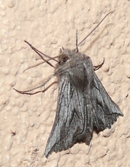 Drepanogynis niveata