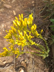 Sebaea hymenosepala
