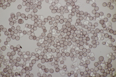 Microbotryum stellariae