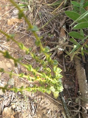 Sebaea hymenosepala