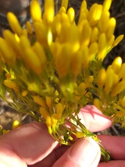 Sebaea hymenosepala