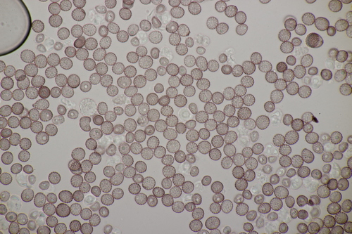 Chickweed Anther Smut