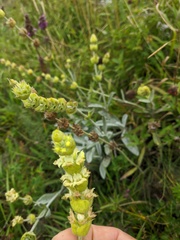 Sideritis catillaris