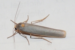 Sozusa scutellata