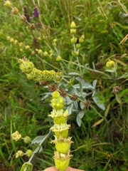 Sideritis catillaris