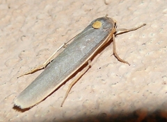 Sozusa scutellata