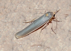 Sozusa scutellata