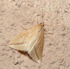 Rhodometra participata