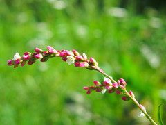 Persicaria mitis