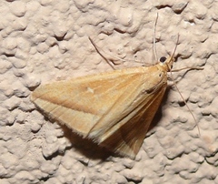 Rhodometra participata