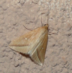 Rhodometra participata