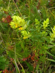 Rhinanthus serotinus aestivalis
