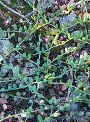 Curio radicans