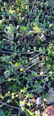 Curio radicans
