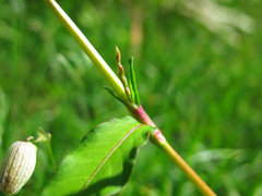 Persicaria mitis