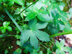 Astrantia carniolica